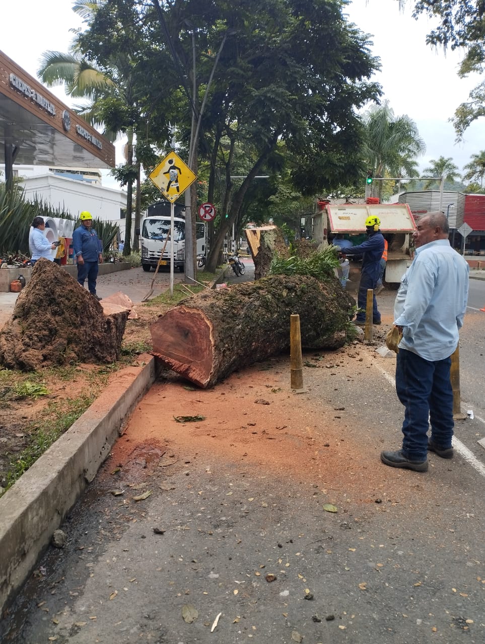 Secretaría de Infraestructura socializó nuevamente el por qué se realizó la tala de árbol, en la Avenida&nbsp;Circunvalar
